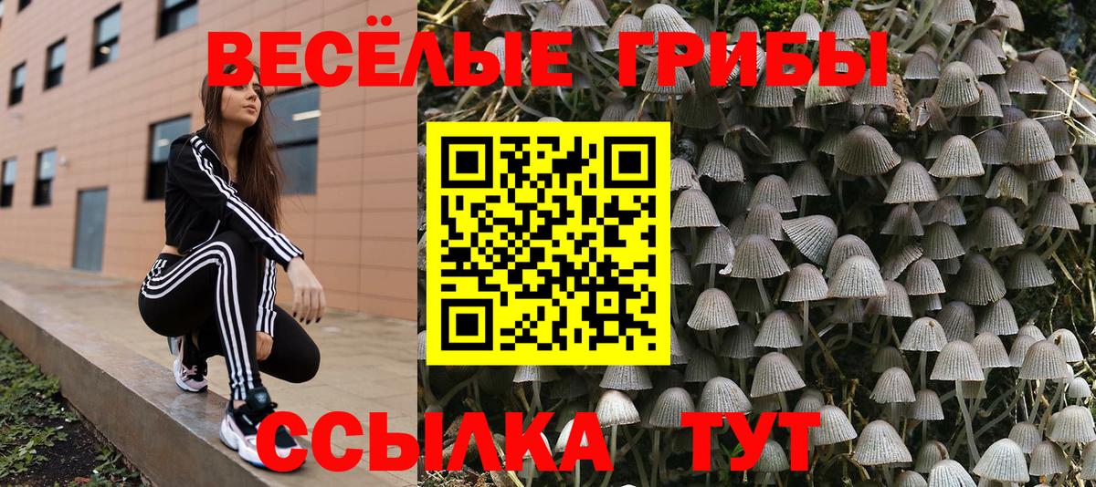 Тамбов  Псилоцибиновые грибы MAGIC MUSHROOMS  Вход с VPN 